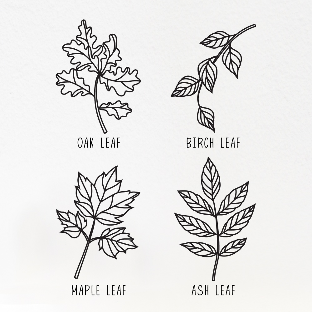 Ash Leaf